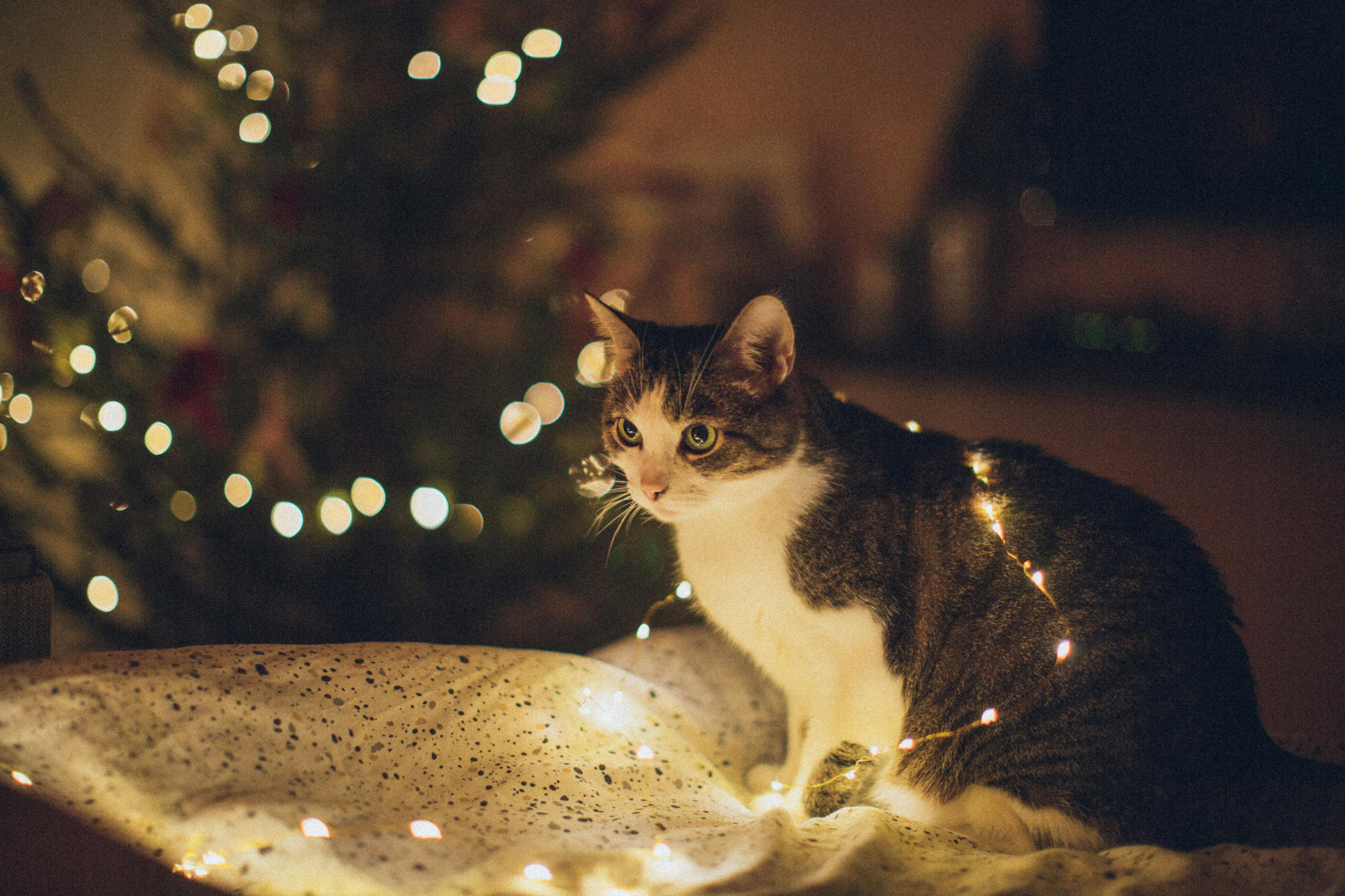 Brown and White Tabby Cat on Teal Textile \u00b7 Free Stock Photo