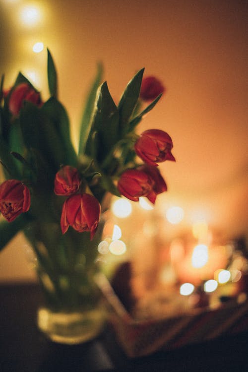 Free Red Tulip in Tilt Shift Lens Stock Photo