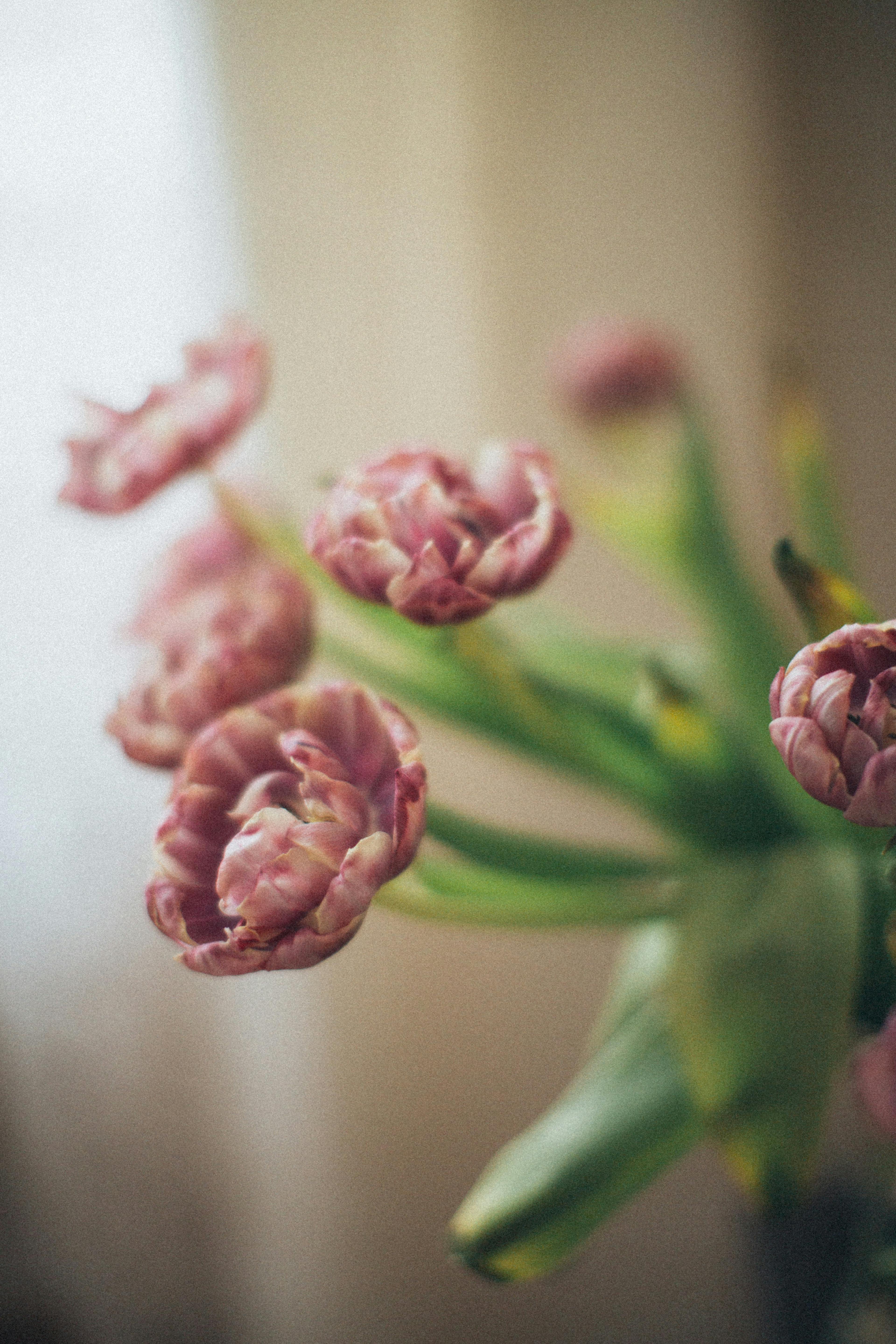 Beautiful close-up of pink tulips with a soft focus, capturing their delicate nature.