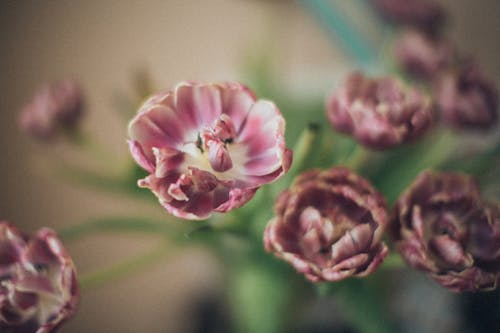 Pink Flowers in Macro Shot