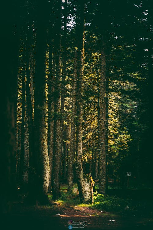 Free stock photo of dark, earth, forest Stock Photo