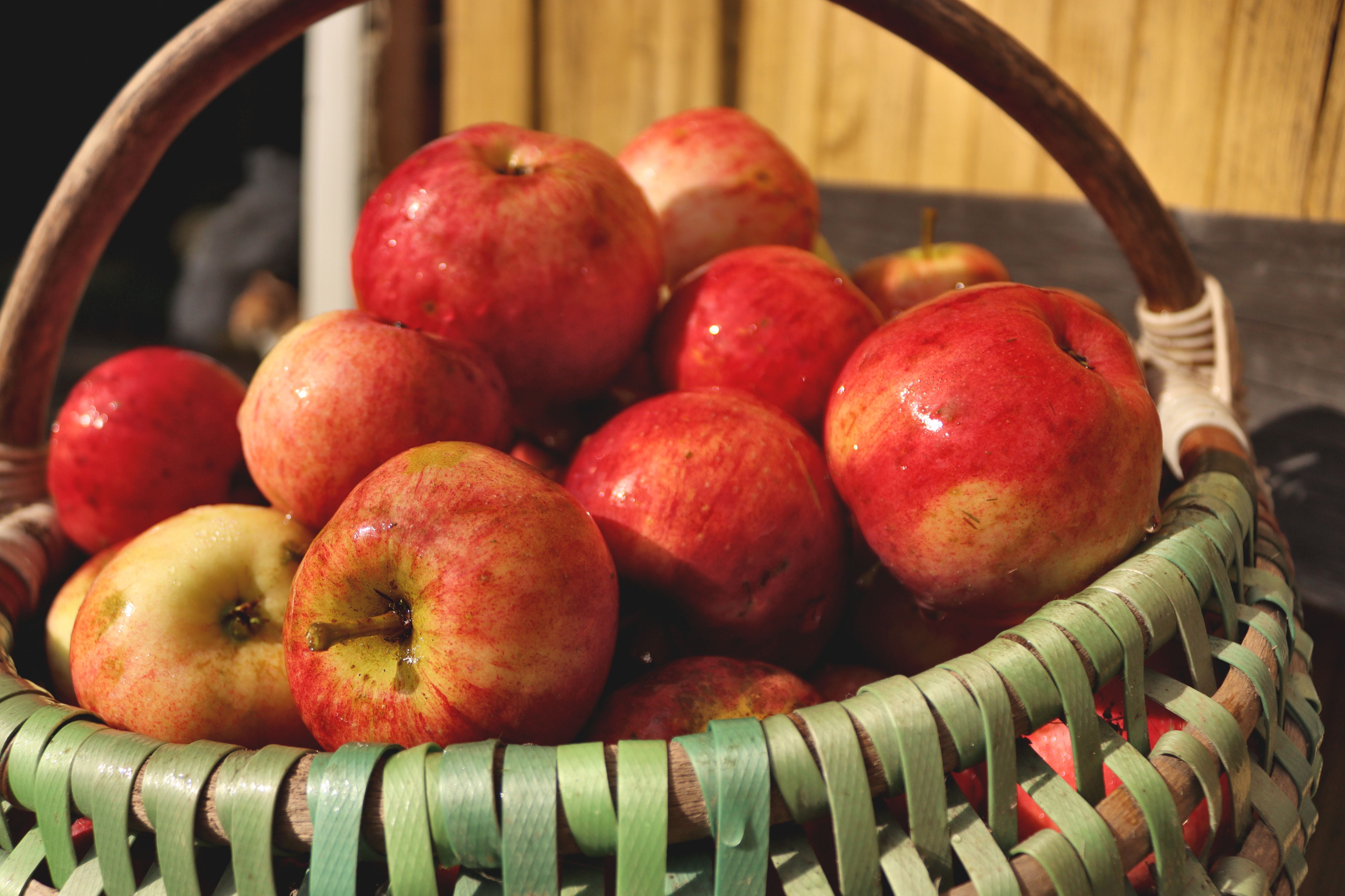 Basket of freshly harvested export-grade red apples from Urmia orchards