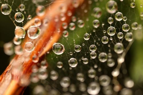 Free Macro shot of morning dew on a spider web, creating a natural abstract art. Stock Photo