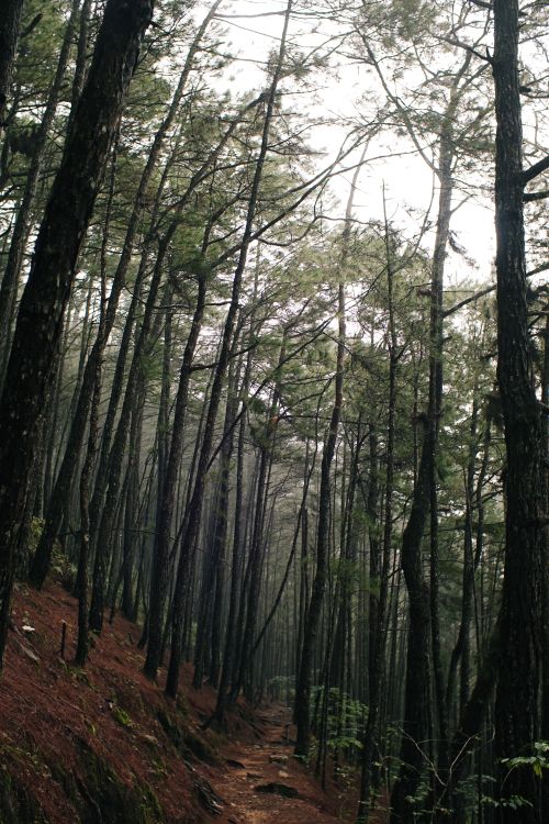Free Misty pine forest trail in Baguio, perfect for a serene nature walk. Stock Photo