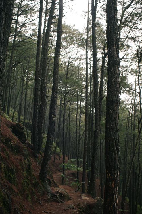 Free Discover a tranquil misty pine forest path in Baguio, perfect for nature lovers and hikers. Stock Photo