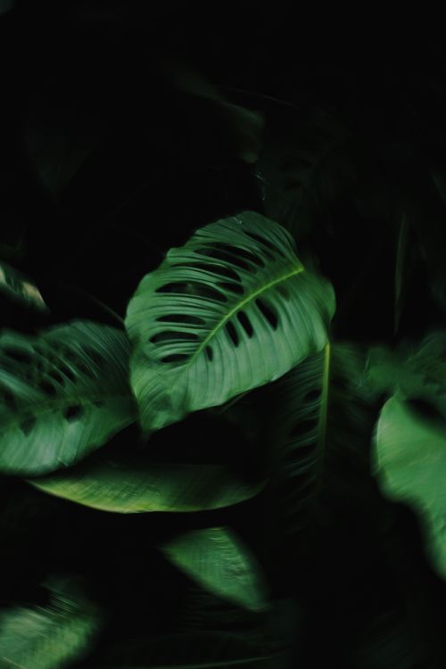 Free Moody close-up of lush Monstera leaves in Baguio, Philippines. Perfect for nature and botanical themes. Stock Photo