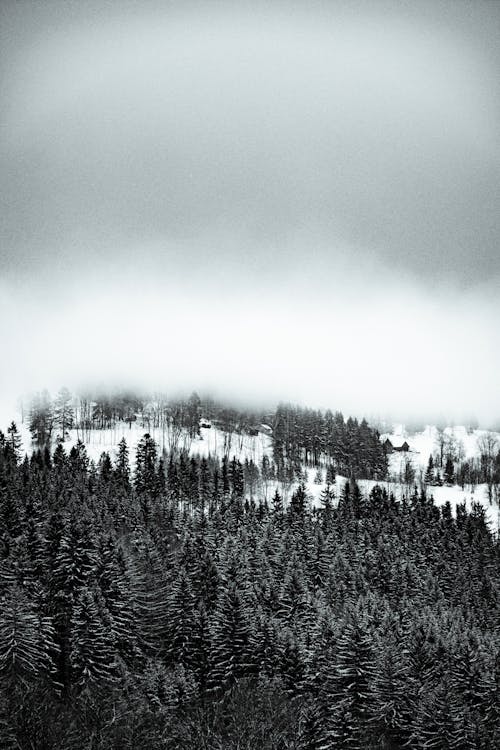 Grayscale Photo of Pine Trees