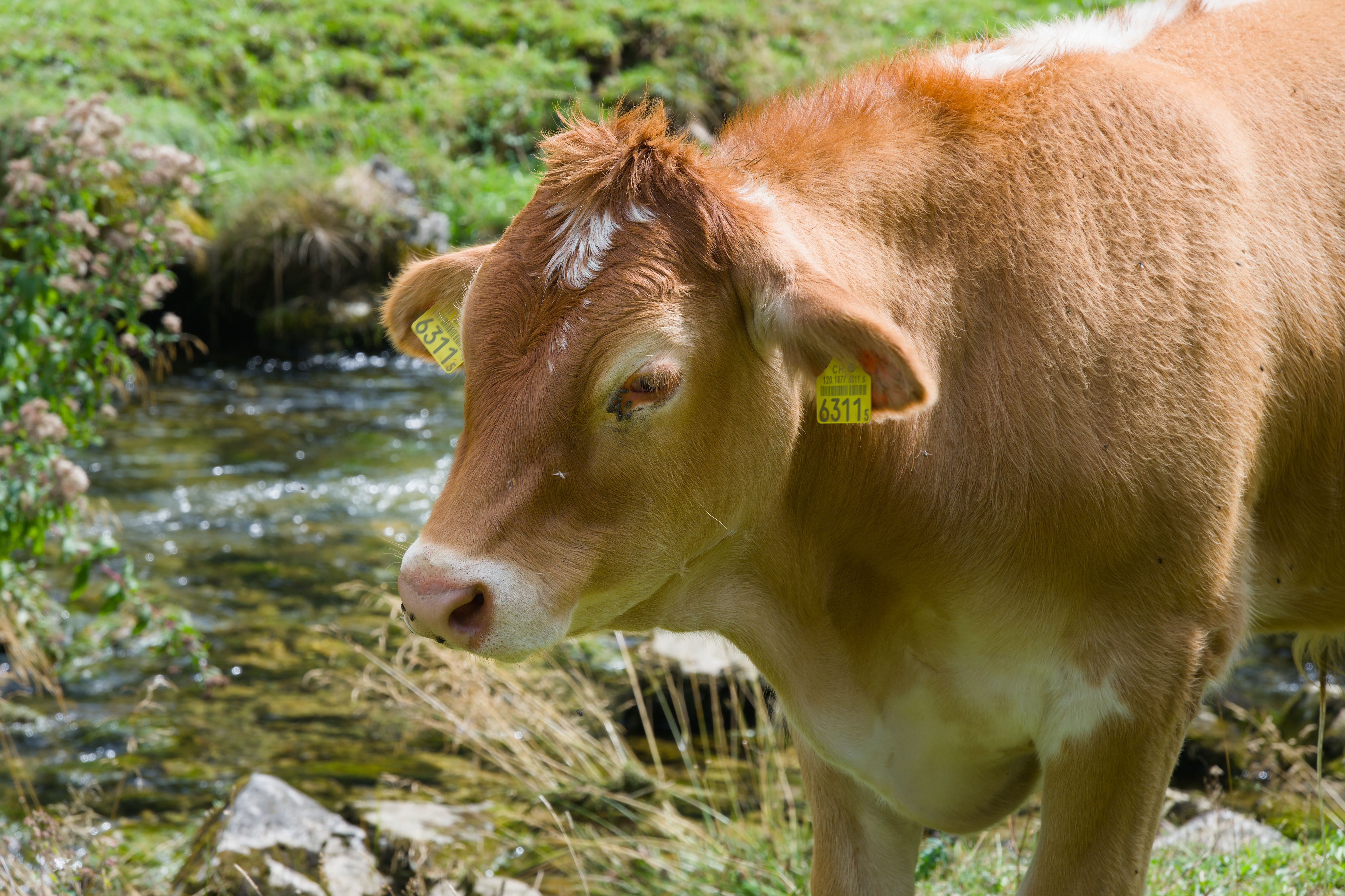 Appenzell — Appenzell
