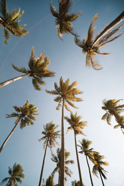 Free Palm trees soar against a bright blue sky, evoking a tropical paradise feel. Stock Photo