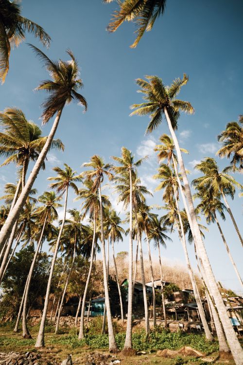 Free Tall palm trees sway under a clear blue sky, evoking a tropical paradise atmosphere. Stock Photo