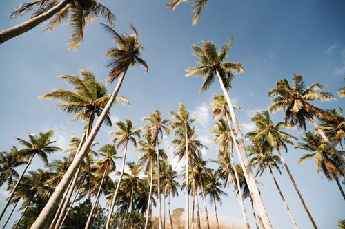 Free Upward view of numerous palm trees against a bright blue sky, evoking a tropical and serene atmosphere. Stock Photo