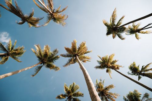 Free Low-angle view of palm trees reaching toward a blue sky, capturing a tropical vibe. Stock Photo