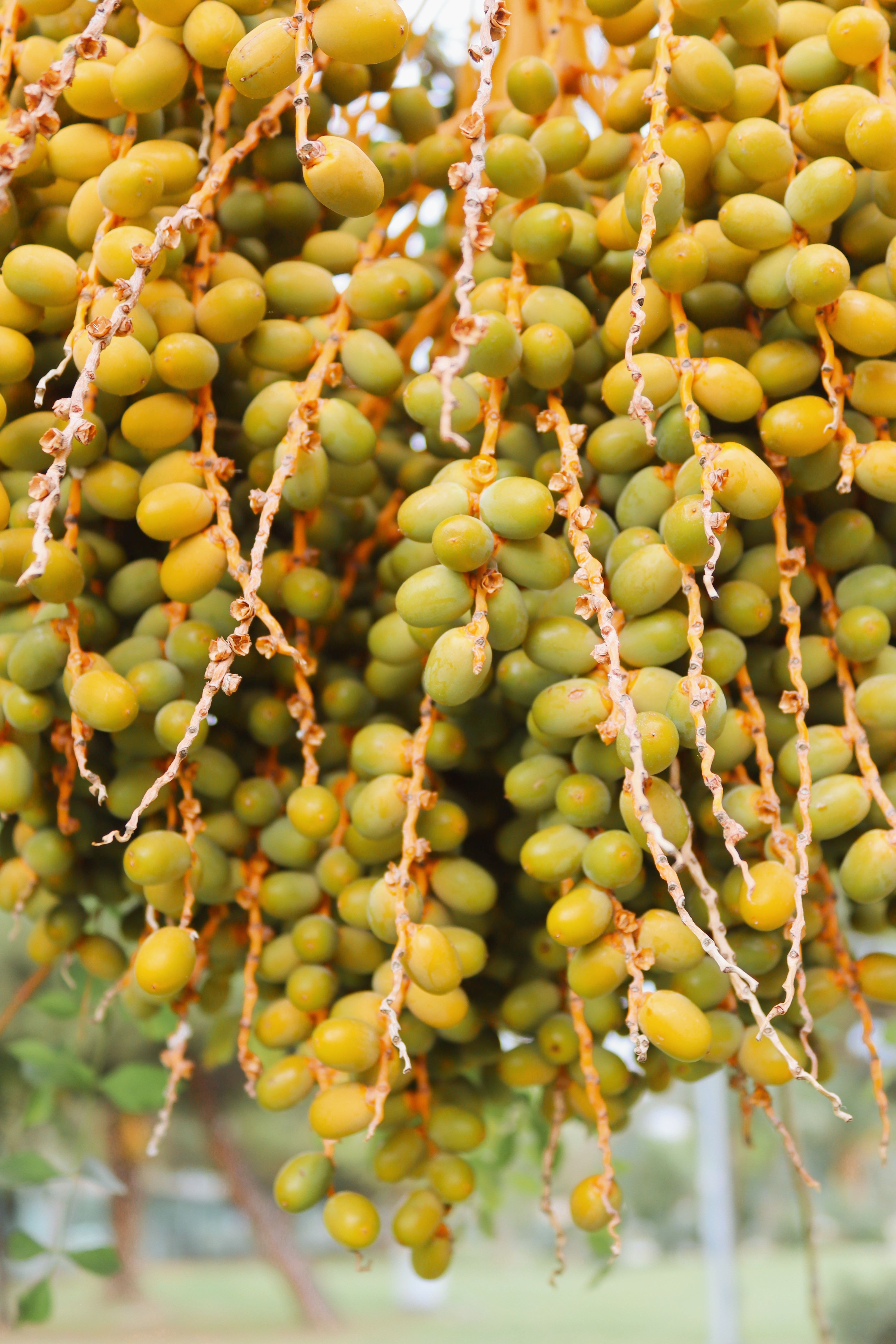 Cluster of ripening dates on a palm tree in Samsun, Türkiye. Vibrant and lush.