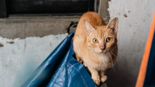 Free A ginger cat with piercing eyes sits on a ledge inside a room. Stock Photo