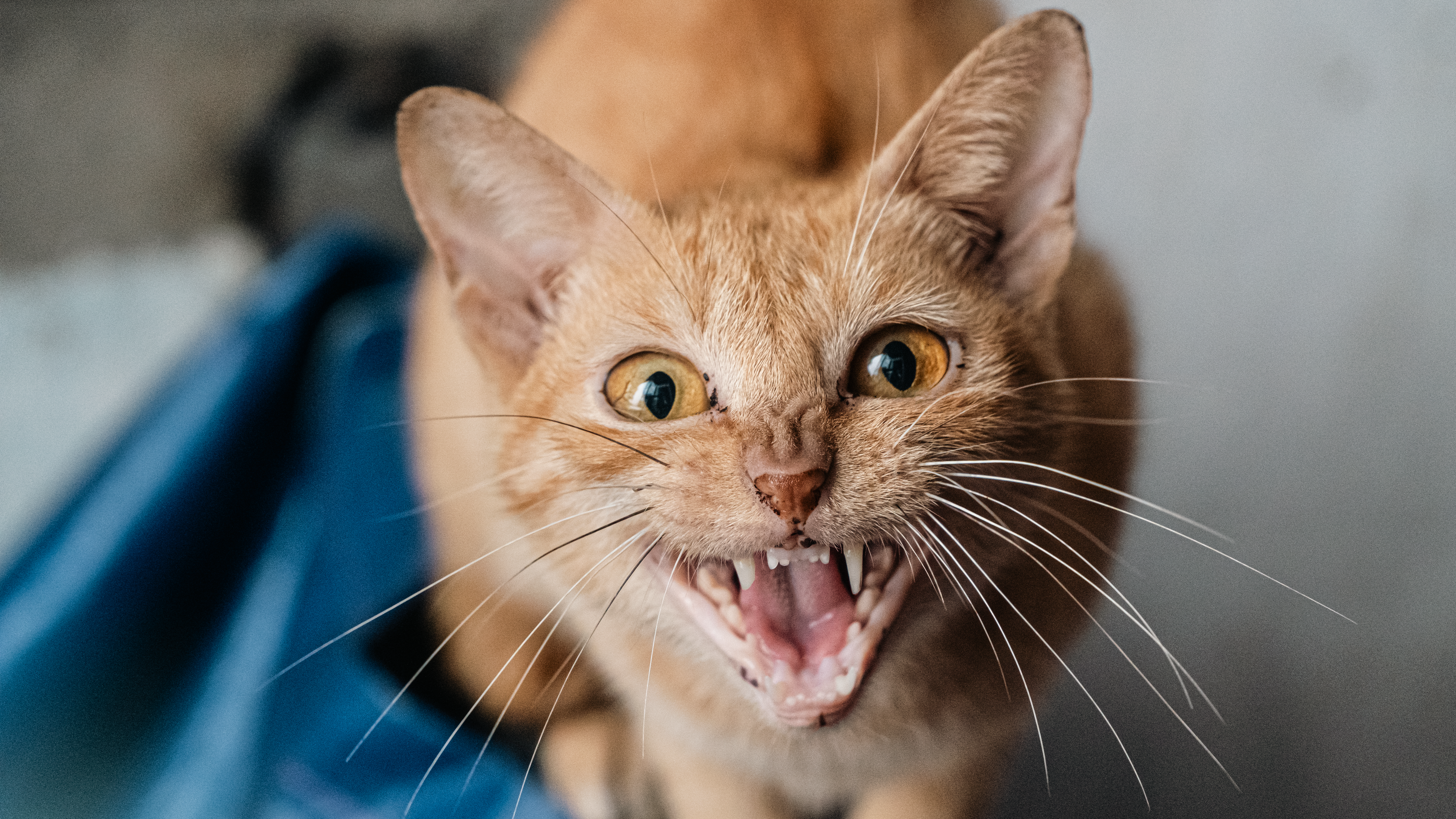 Cat Aggression: 7 Signs & How to Stop It Fast