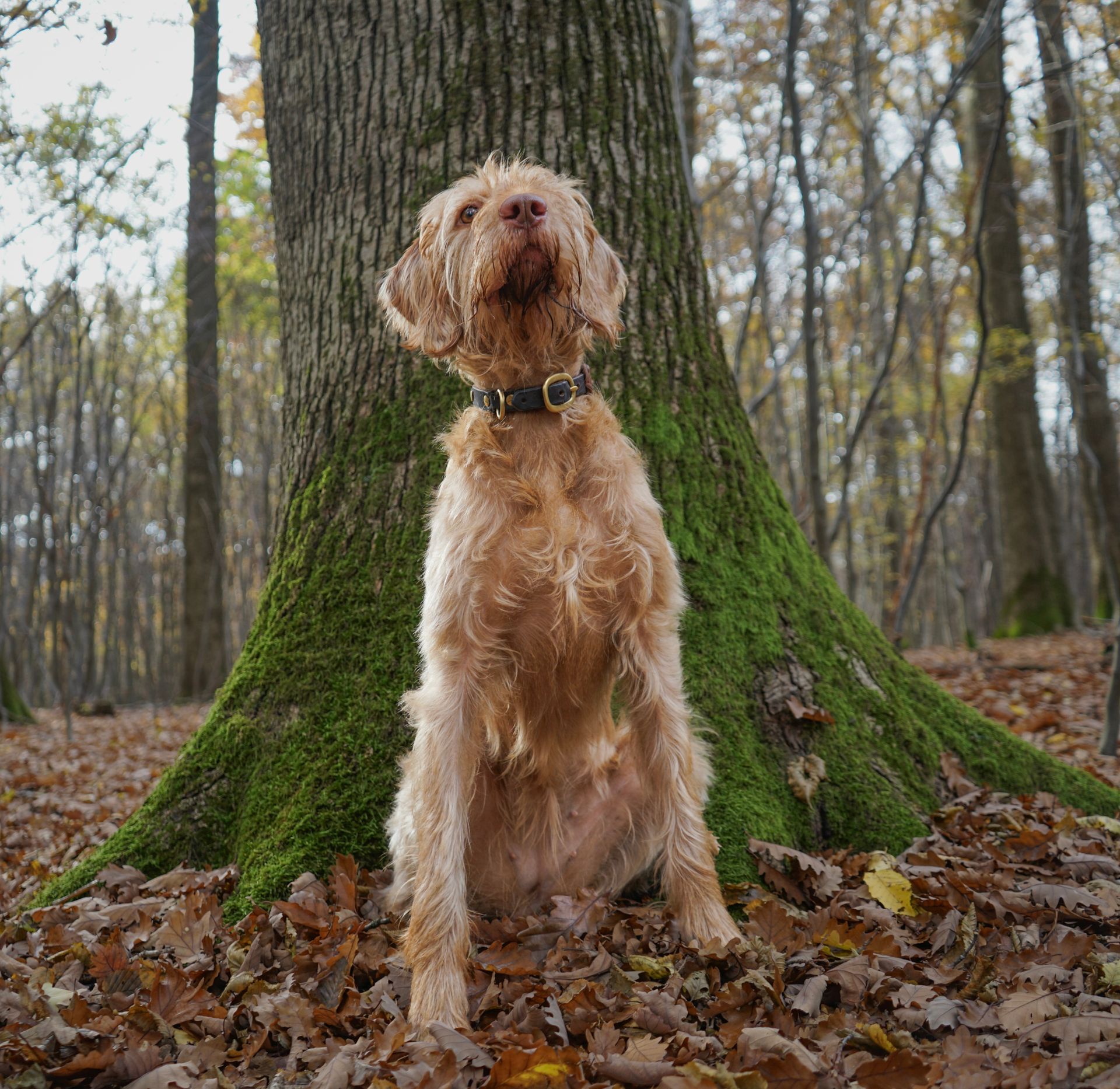A Wirehaired Vizsla
