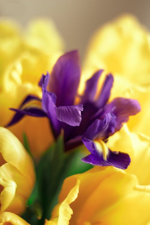 Purple and Yellow Flower in Macro Shot