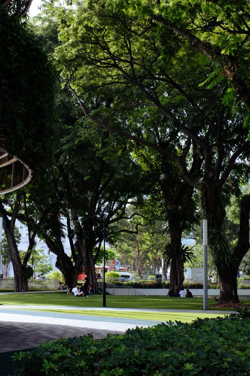 Free stock photo of afternoon sun, smu, tree Stock Photo