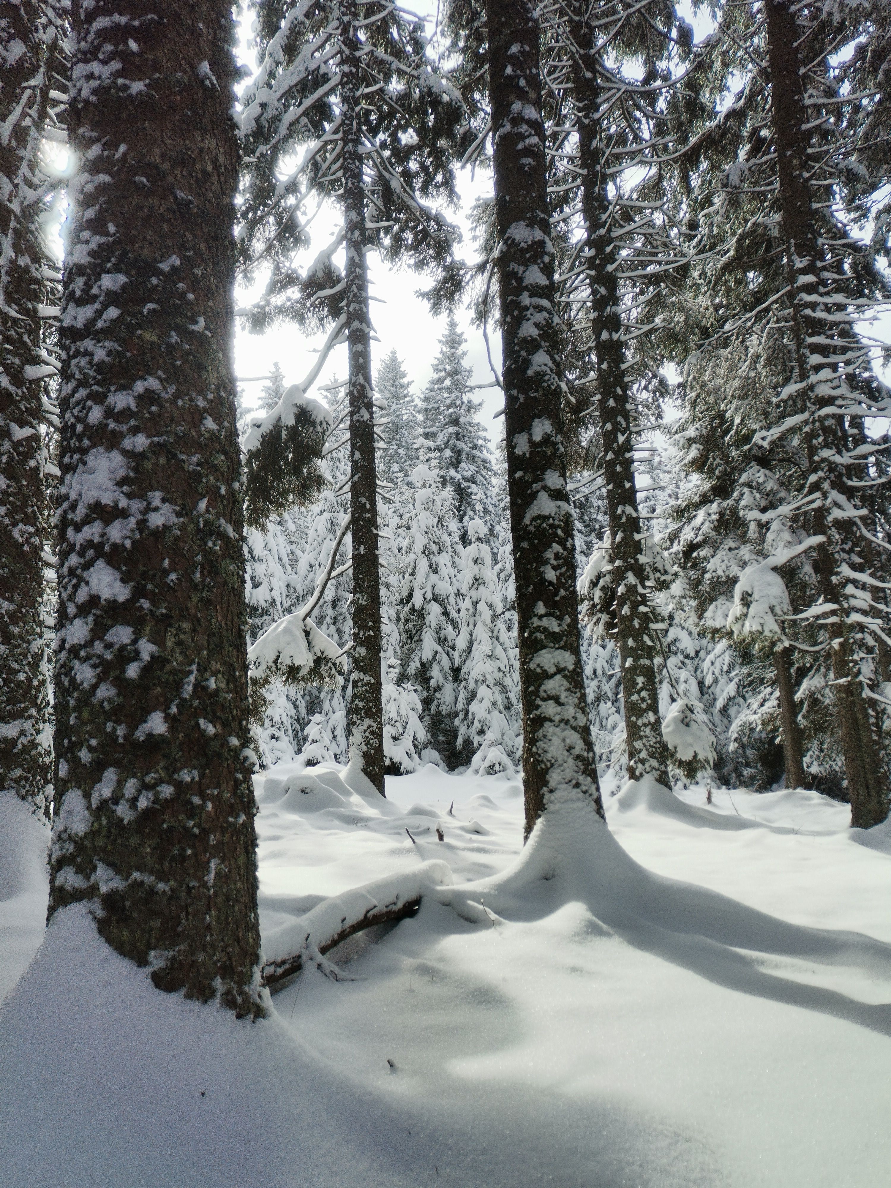 Snow-covered trees in a serene winter forest in Pohorje, Slovenia.