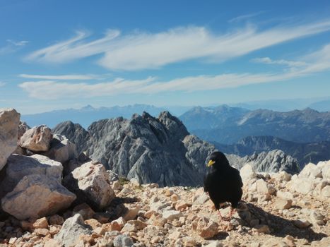 Yellow-billed alpine chough perched on a rocky peak in Slovenia with panoramic mountain view.