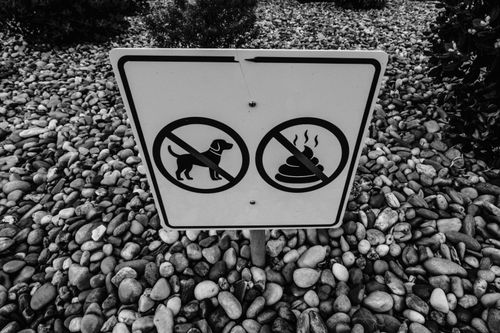 Free Black and white image of a no dogs allowed sign on a pebble path. Stock Photo