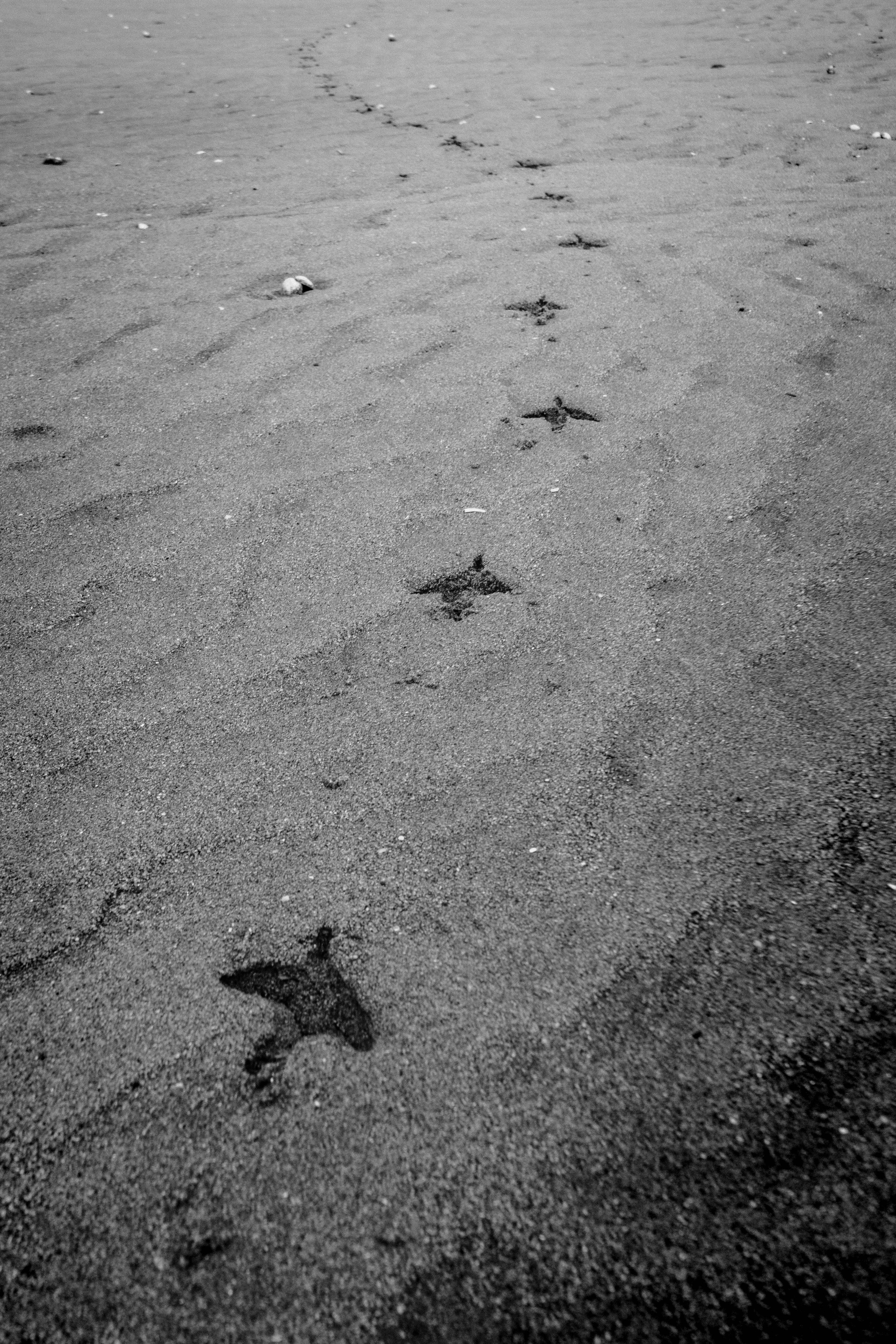 Fotomural Imagen monocromática de huellas de pájaros en una playa de arena, que crea una atmósfera tranquila y misteriosa.