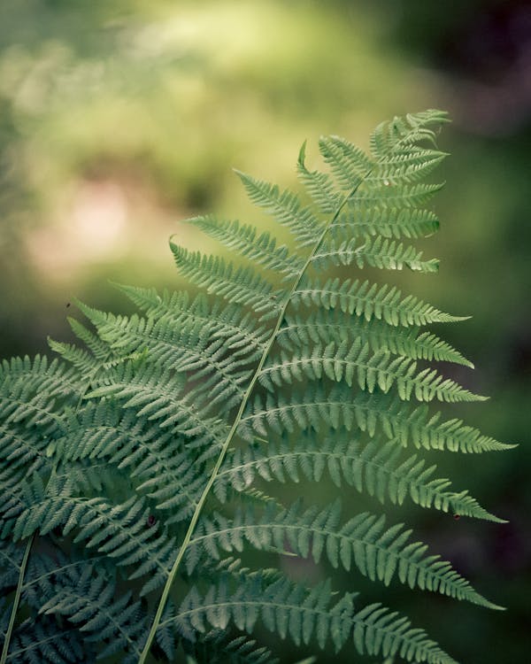 Green Leaf Plant