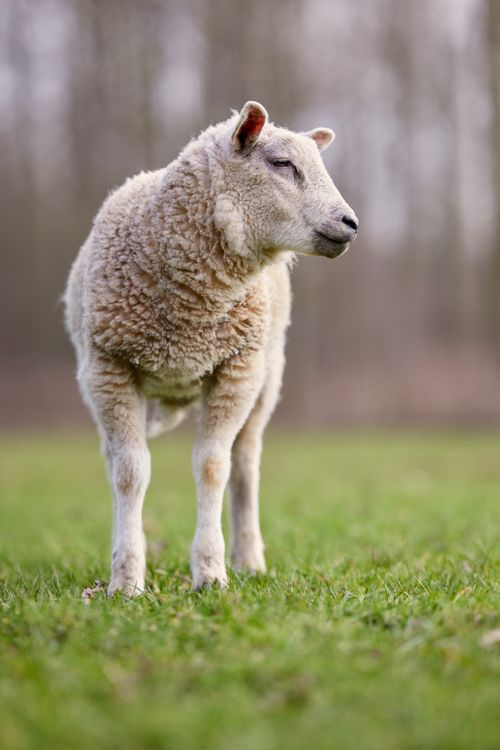 Free Charming portrait of a single sheep standing in a green meadow during springtime. Stock Photo