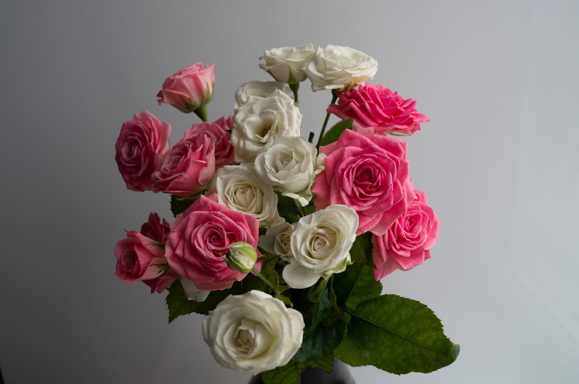 Pink and White Roses in Bloom
