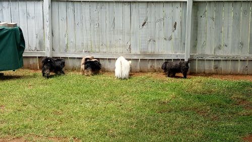 Four Dogs Near Fence