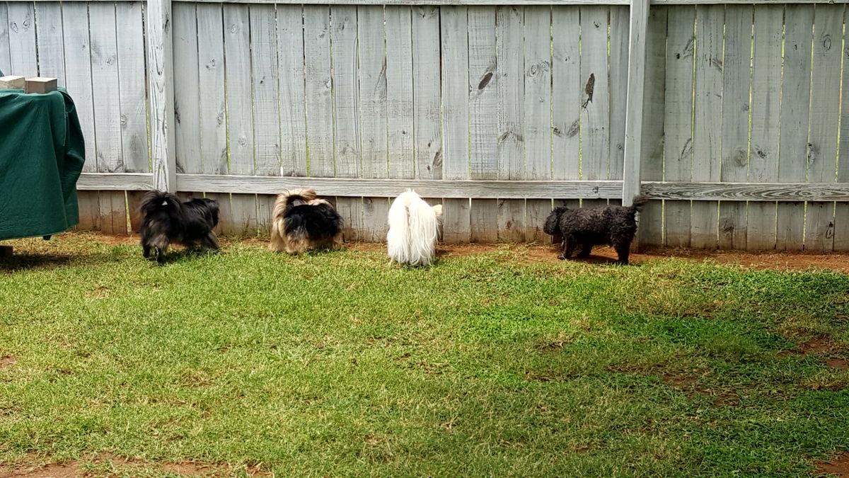 Four dogs exploring together in a fenced grassy backyard