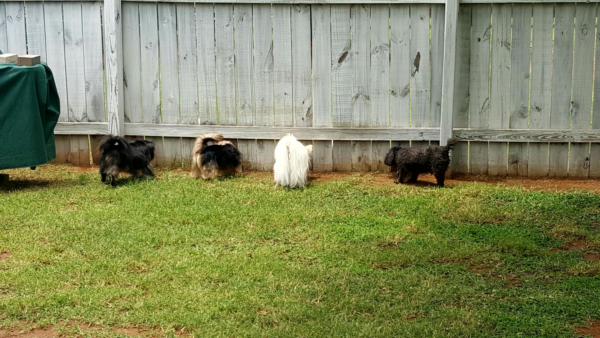 Four Dogs Near Fence