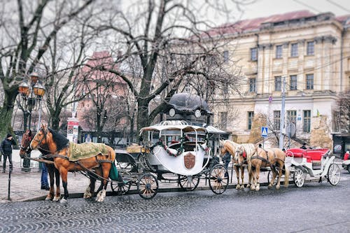 Brązowe Konie Z Przewozem W Pobliżu Budynku