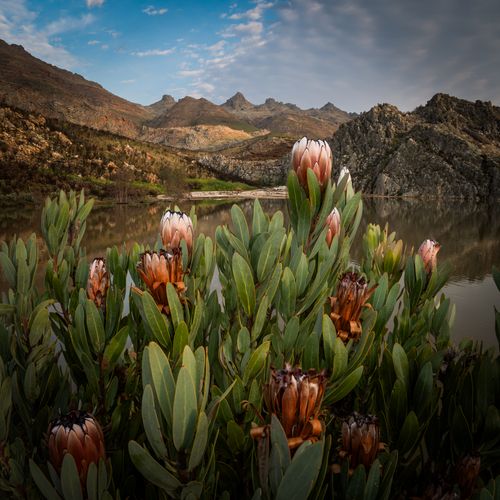 Free Beautiful protea flowers with rugged mountains and serene lake at Die Dorp Op Die Berg, South Africa. Stock Photo