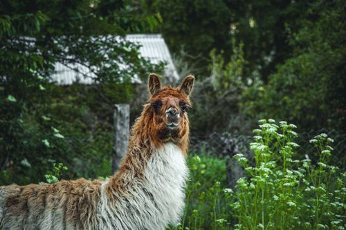 Free A llama stands amidst vibrant greenery with a rustic backdrop, showcasing a serene rural scene. Stock Photo