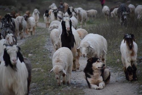 Herd of Sheep on Green Grass Field