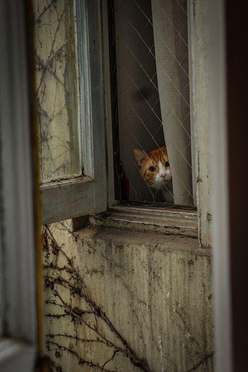 Free A ginger cat peeks through a partially open window framed by aged vines and weathered wood. Stock Photo