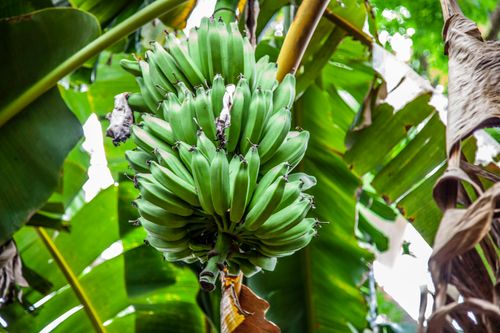 Free Fresh unripe bananas hanging on a tree in Sucre, Colombia, showcasing natural beauty. Stock Photo