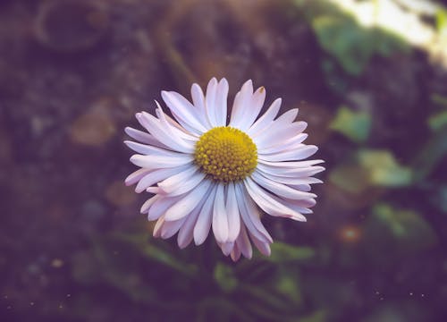 Fotobanka s bezplatnými fotkami na tému krásny kvet, príroda