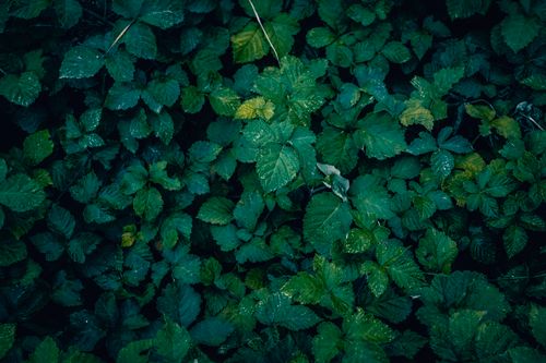 Free Close-up of vibrant green blackberry leaves with droplets, creating a fresh and natural atmosphere. Stock Photo