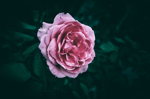 Free A vibrant pink rose detailed with water droplets against a dark background, conveying freshness and beauty. Stock Photo