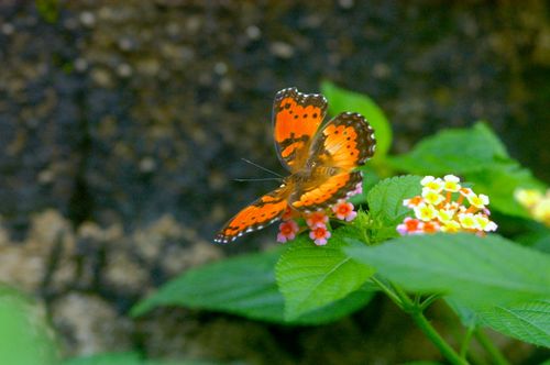Free A vibrant orange butterfly rests on lantana flowers, showcasing nature's beauty. Stock Photo