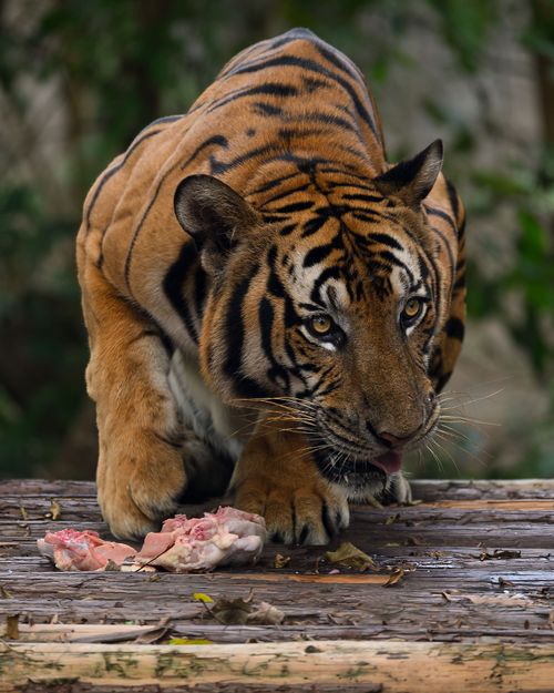 Free Close-up of a Bengal tiger feeding on meat in the wild. Intense and captivating scene. Stock Photo