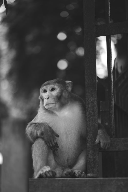 Free Black and white photo of a pensive monkey sitting beside a gate, creating a serene mood. Stock Photo