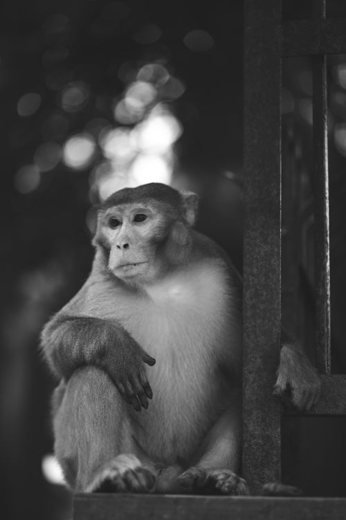 Free A thoughtful monkey rests by a metal structure, captured in a striking black and white photograph. Stock Photo