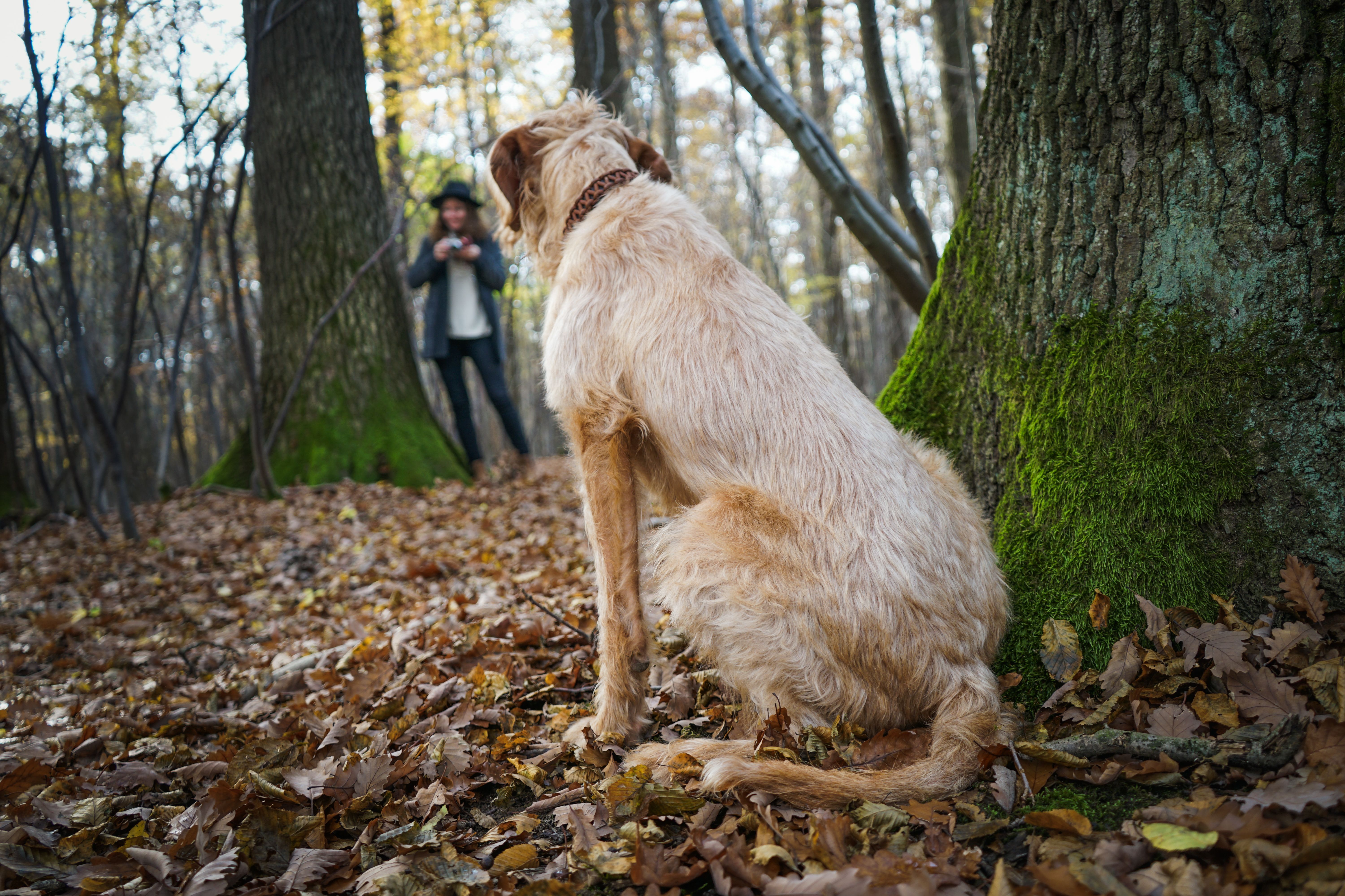 Cómo conseguir un retrato de perro más tranquilo en el parque — ¿el modo ráfaga toma mejores fotos?