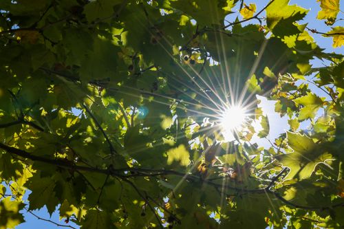 Free A vivid sunburst effect through green leaves on a sunny day captures nature's beauty. Stock Photo