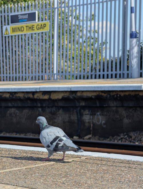 Free A pigeon stands near the platform edge at Strood station with a 'Mind the Gap' sign visible. Stock Photo