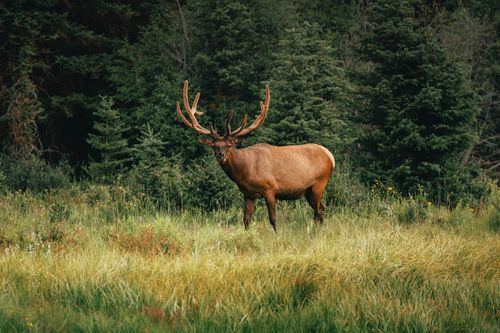 Free A majestic elk stands proudly in a lush forest clearing during summer, showcasing wildlife beauty. Stock Photo