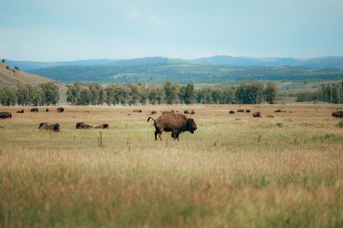 Free Bison roam freely in a vast prairie landscape under a clear blue sky, embodying wild beauty. Stock Photo